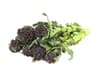 Broccoli: Purple Sprouting