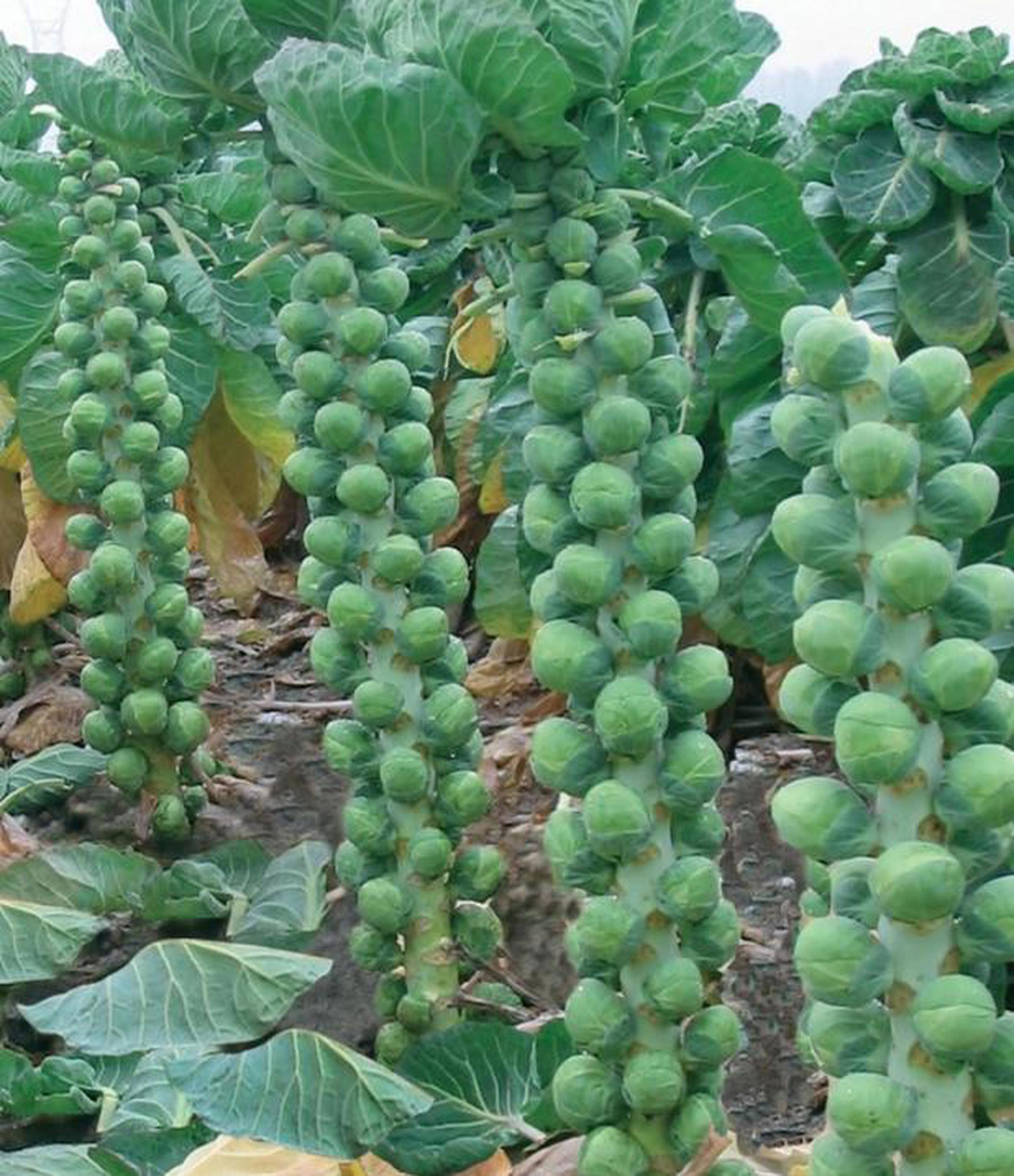 Brussel Sprouts Stalk