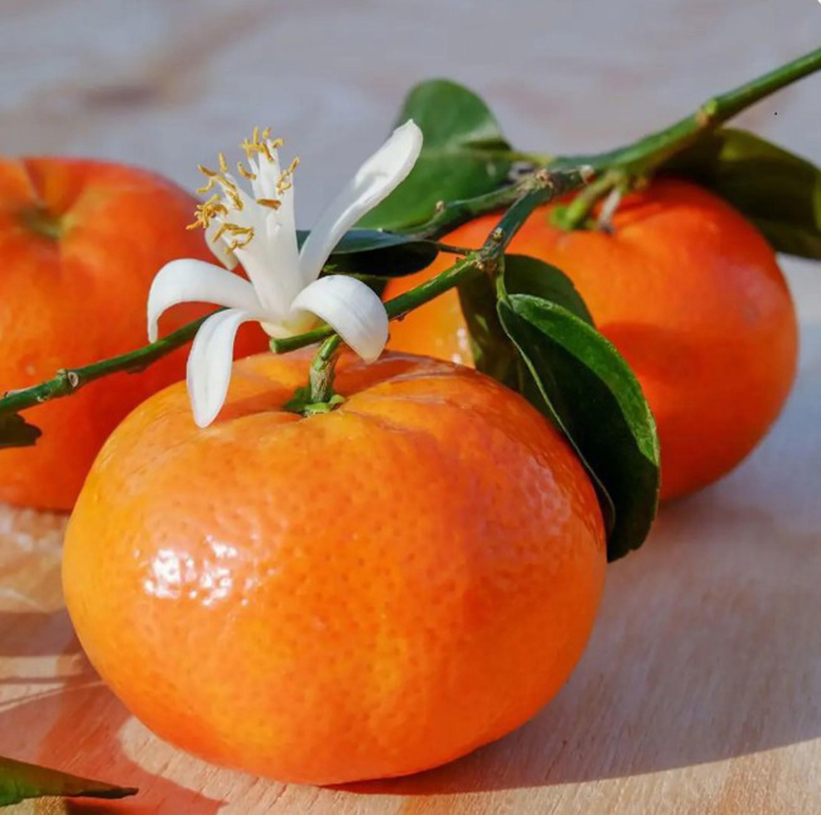 Clementine (Pack of 6)