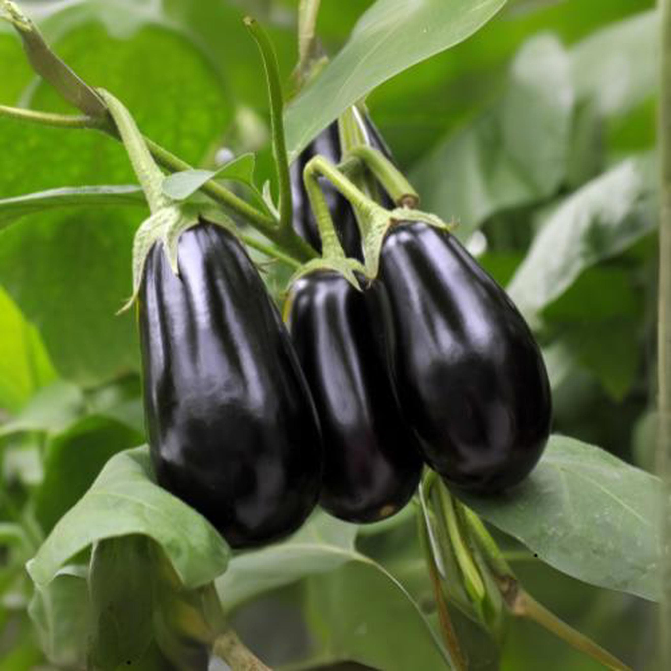 Aubergine