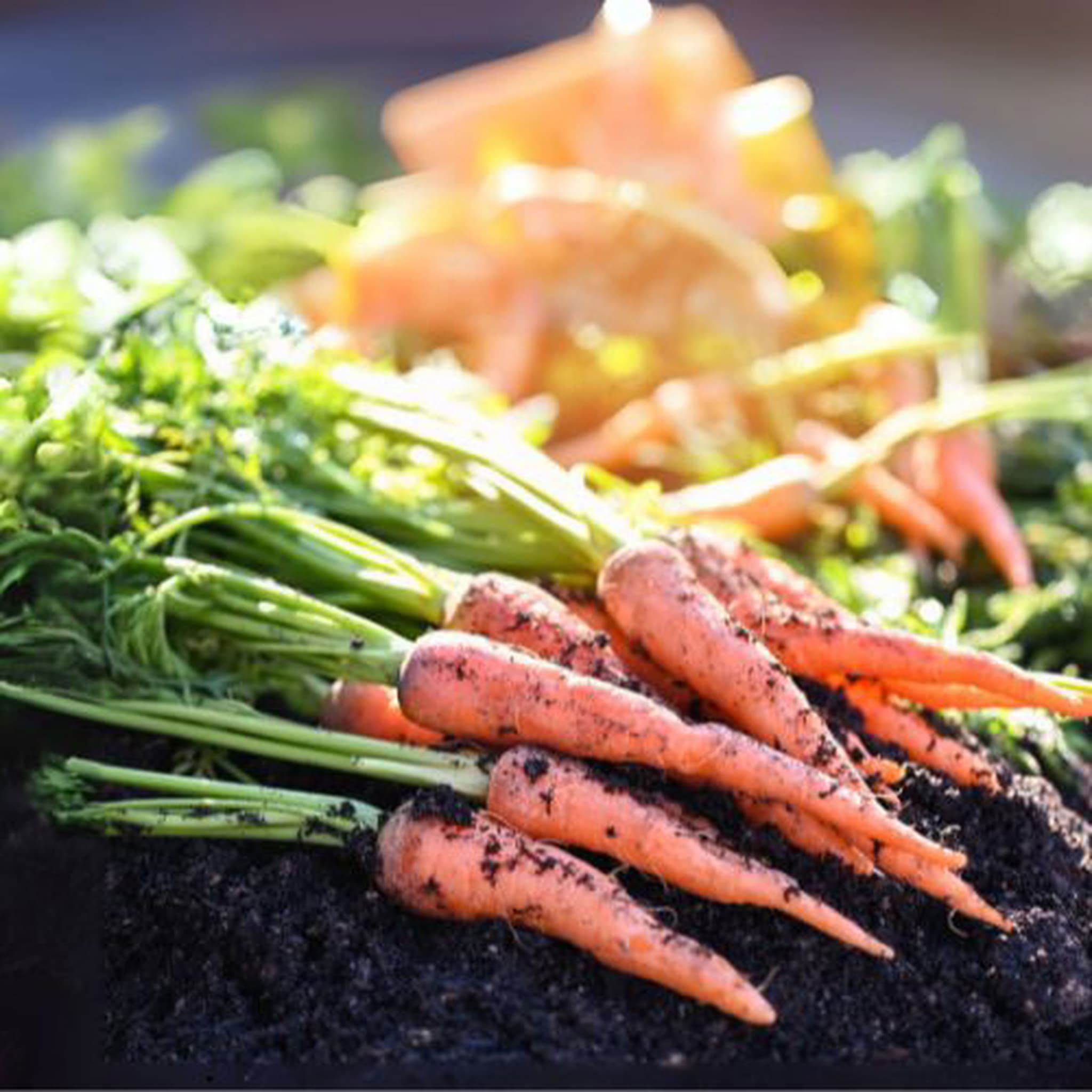 Carrots