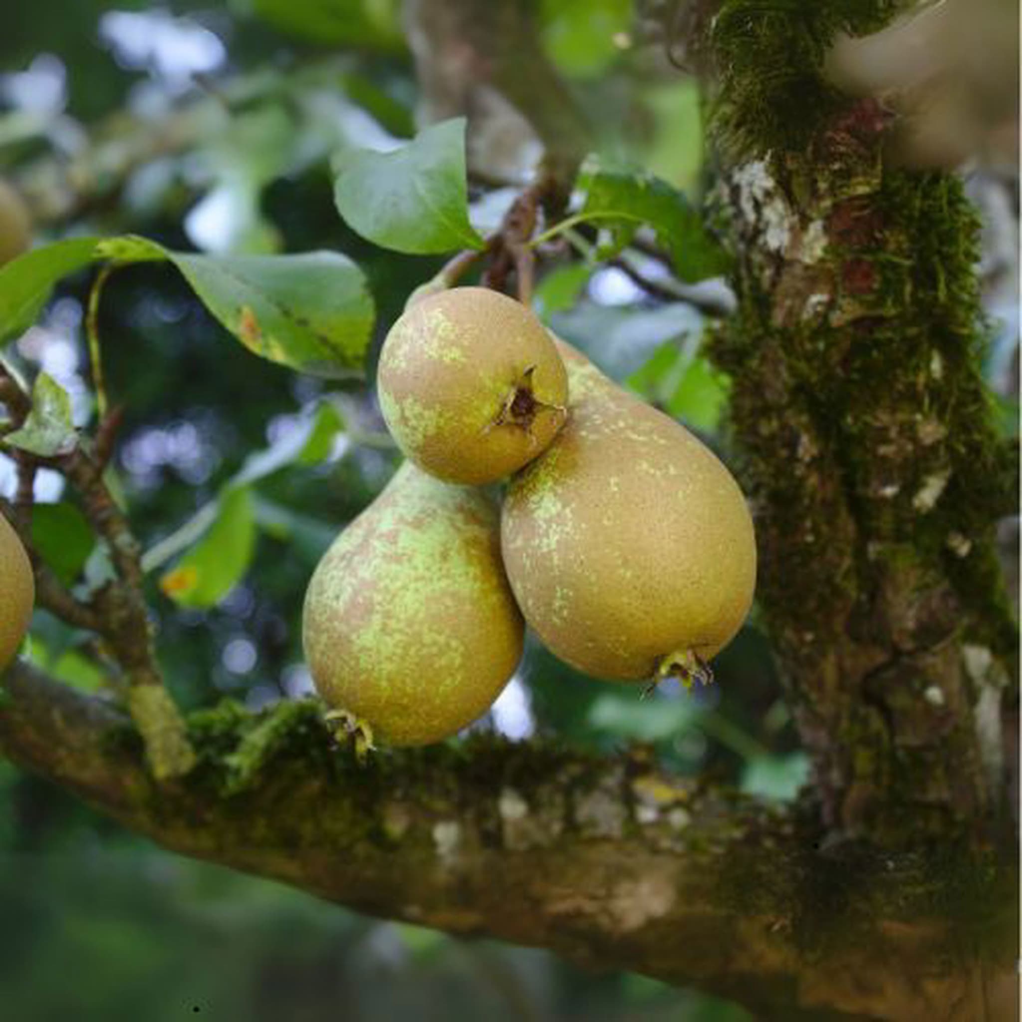 Pears
