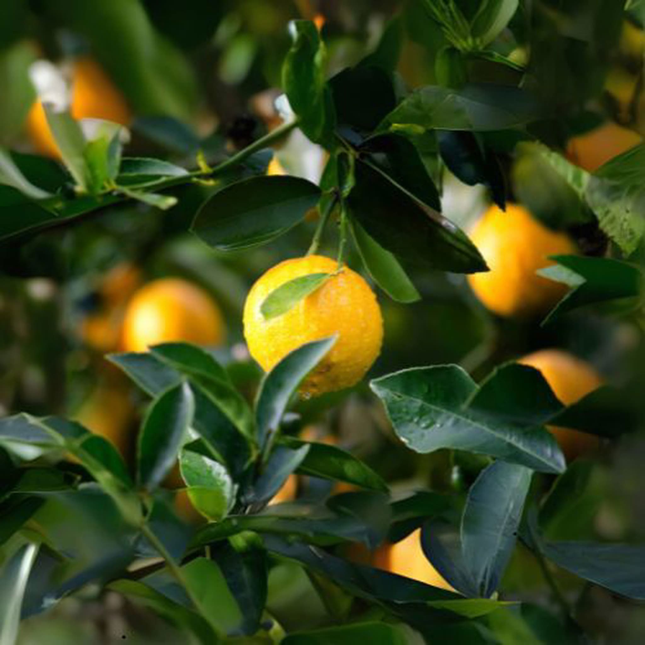 Lemon
