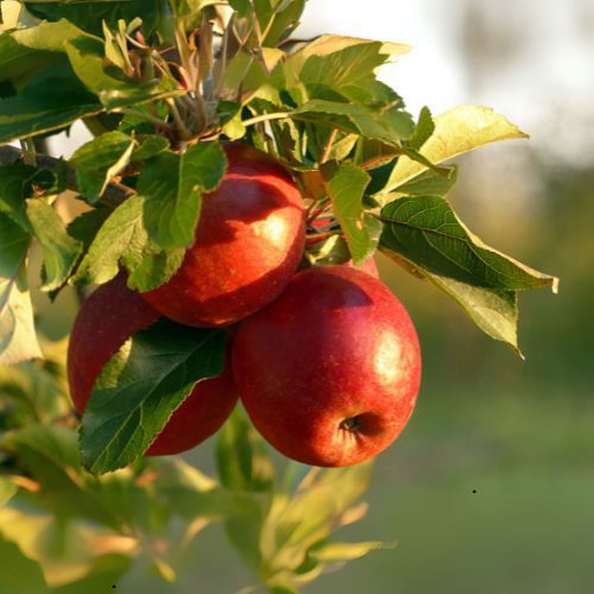 Apples (Eating)